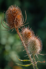 Obraz premium beautiful Wild Teasel (Dipsacus fullonum) thistle on Salisbury Plain, UK