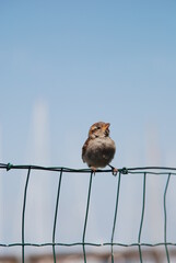 sparrow on a fence