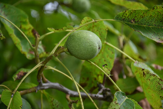 walnut in green shell