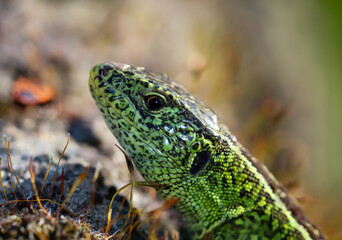 Eine männliche Zauneidechse beim Sonnenbaden auf einem Stein.
