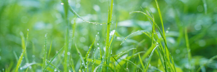 fresh green grass with morning dew, close up