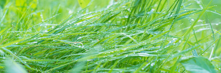fresh green grass with morning dew, close up