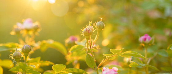 flowering rose bush, sunset soft light, close up