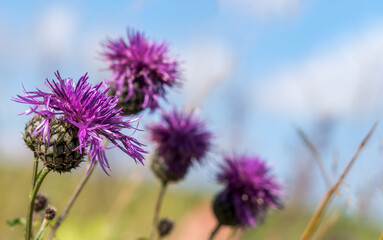 Pink summer flower and background. Lilac Flower. Meadow flower on light background.