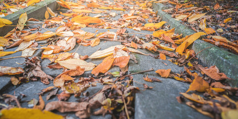 Fallen autumn leaves lie on the sidewalk in the park, blurry background