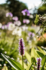 flowers in the garden
