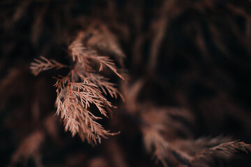 Autumn wild dry brown plant on a blurred background. September details of nature. Natural.