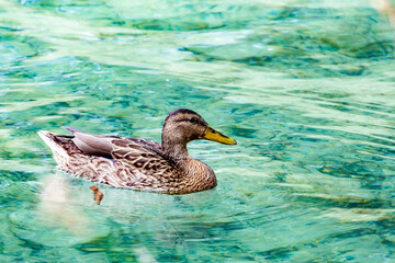 Fototapeta premium duck on the water