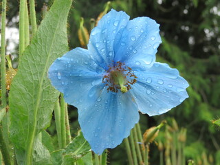 Himalayan Blue Poppy - Edinburgh Botanical Gardens