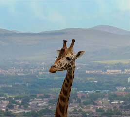 Edinburgh Zoo Giraffe