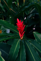 Red Guzmania with long green leaves outdoors, Bromeliceae family. Close up photo
