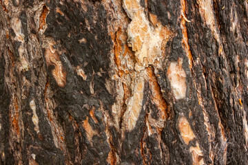 texture background pine bark with scales from light brown to dark brown close-up