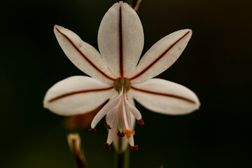 white and yellow flower