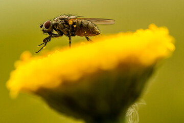 bee on yellow flower