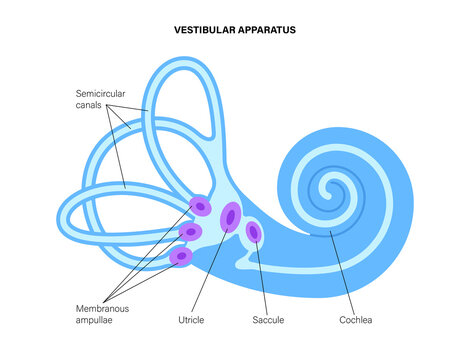 Vestibular apparatus anatomy