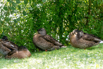 The Mallard, Young Grey Common Ducks in a pond.
