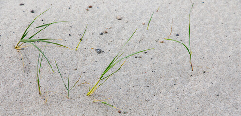grass on the sand