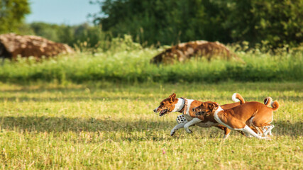 Basenjis running qualification for lure coursing championship