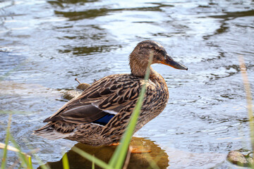 EIne weibliche Stockente an einem Teich.
