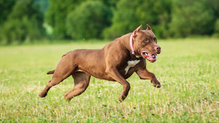 Pit Bull running full speed at lure coursing sport