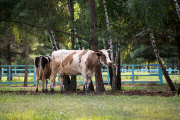 Naklejka na ściany i meble Black and Brown Cows are feeding on a Livestock Farm.