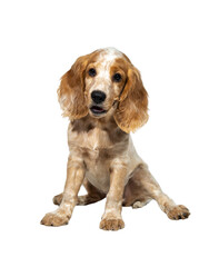 An adorable puppy of the Russian Spaniel breed sits and looks at the photographer. White and red dog on a white background. Selective focus.
