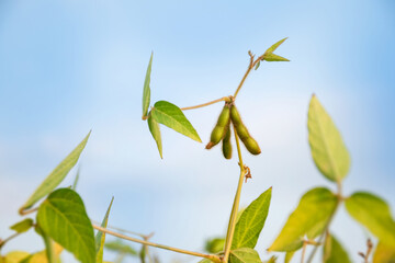 Soybean pods on a soybean plant against the blue sky in the morning sun. Stalk of a ripening plant in the field. Selective focus.
