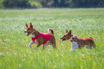 Basenjis running qualification for lure coursing championship