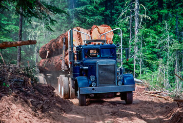 A log truck loaded with old growth logs in the Mt Hood National forest near Hood River, Oregon