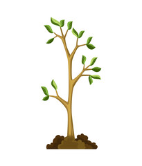 Stage of tree growth. Small tree growth with green leaf and branches. Nature plant illustration