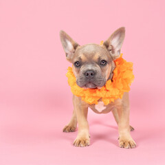 French bulldog supporter of Dutch soccer or football team with orange attributes and pink background