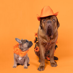French bulldog and Bordeaux dog supporters Dutch soccer or football team with orange attributes