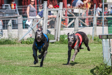 two greyhound dogs running at racing competion