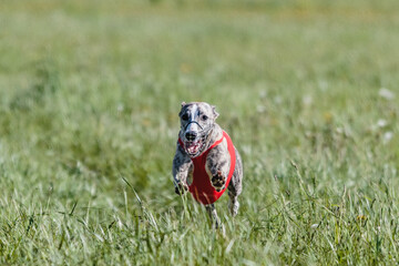Whippet running in a red jacket coursing field on lure coursing