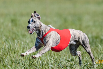 Whippet running in a red jacket coursing field on lure coursing