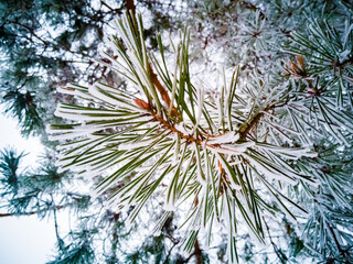 Naklejka na ściany i meble spruce green needles on a pine branch covered with frost and snow. close-up. winter coniferous forest