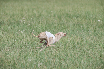 Italian Greyhound running in lure coursing competition