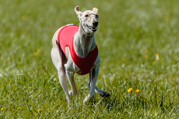 Whippet running in a red jacket coursing field on lure coursing