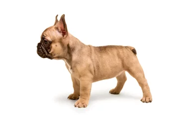 Raamstickers French Bulldog puppy stands against white background. Cute little puppy. © Hanna Aibetova