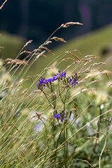 Flower in the mountain