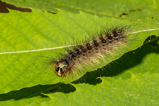 Gypsy Moth Caterpillar (Lymantria Dispar Dispar)