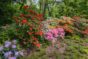 Mix of variety of Rhododendron flowers