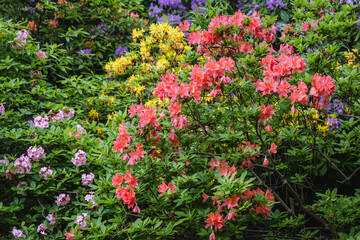 Close up on a mix of vaierty of Rhododendron flowers