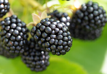 Natural fresh blackberries in a garden. Bunch of ripe blackberry fruit - Rubus fruticosus - on...