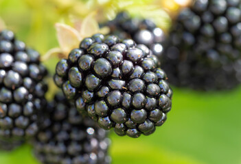Natural fresh blackberries in a garden. Bunch of ripe blackberry fruit - Rubus fruticosus - on branch of plant with green leaves on farm. Organic farming, healthy food, BIO viands.
