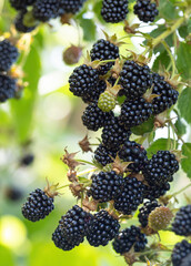 Natural fresh blackberries in a garden. Bunch of ripe blackberry fruit - Rubus fruticosus - on branch of plant with green leaves on farm. Organic farming, healthy food, BIO viands.