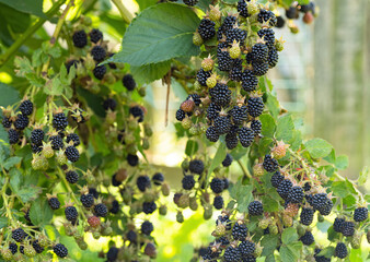 Natural fresh blackberries in a garden. Bunch of ripe blackberry fruit - Rubus fruticosus - on branch of plant with green leaves on farm. Organic farming, healthy food, BIO viands. - obrazy, fototapety, plakaty