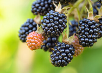 Natural fresh blackberries in a garden. Bunch of ripe and unripe blackberry fruit - Rubus fruticosus - on branch of plant with green leaves on farm. Organic farming, healthy food, BIO viands.