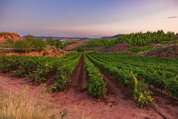 Morning Time Picturesque Landscapes of Vineyards and Rolling Hills of the La Rioja Region of Spain...