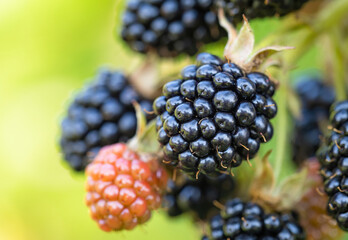 Natural fresh blackberries in a garden. Bunch of ripe and unripe blackberry fruit - Rubus fruticosus - on branch of plant with green leaves on farm. Organic farming, healthy food, BIO viands.